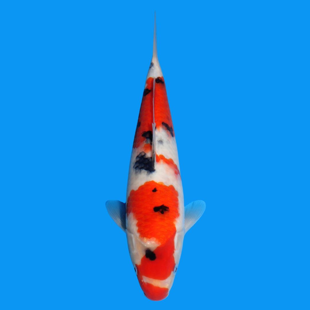 Koi 01-001