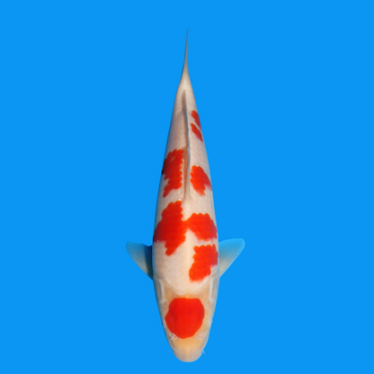 Koi 01-003