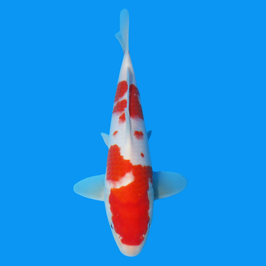 Koi 01-008