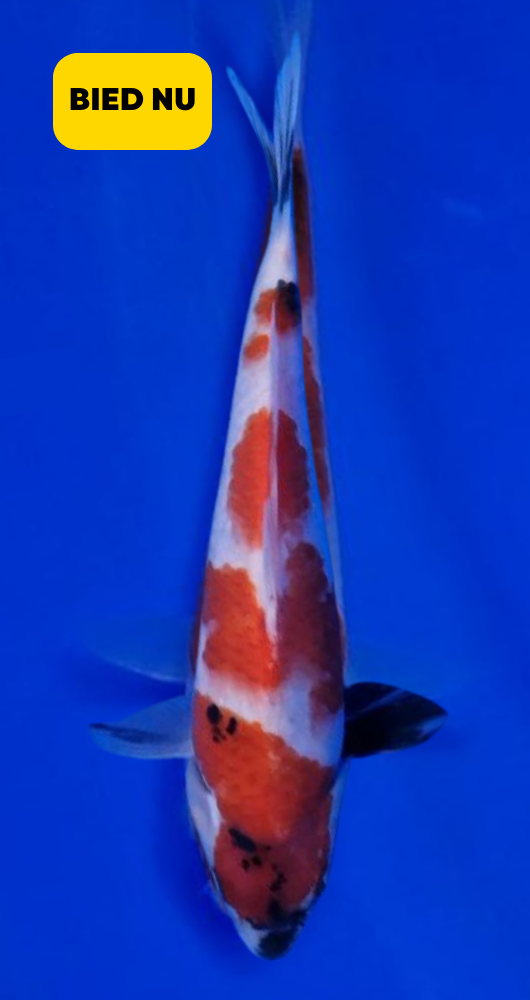 Koi veiling - Showa - Young Nisai