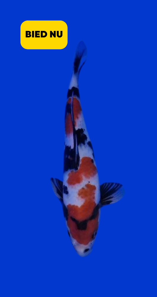 Koi Veiling - Showa -Young Nisai